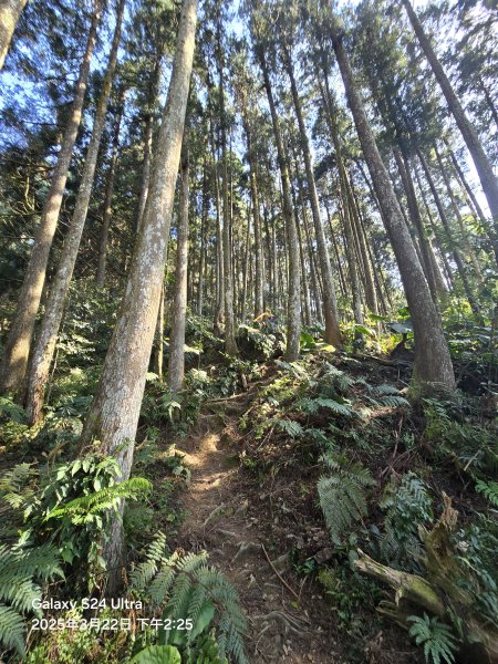 2025-03-22油羅山步道2743442