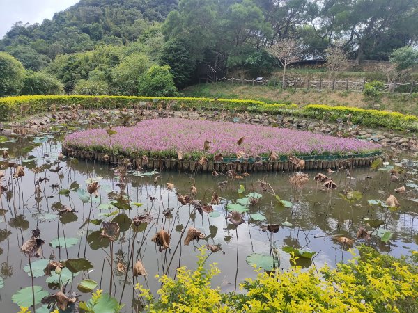 白石湖吊橋、春秋步道1708839