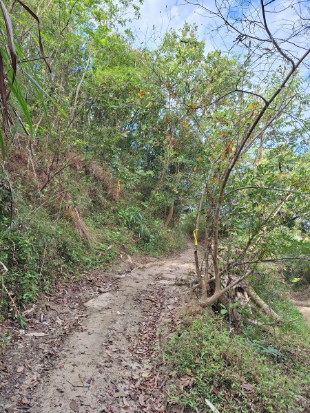 南化鈺鼎步道上糖子恩山+北峰202503152736894