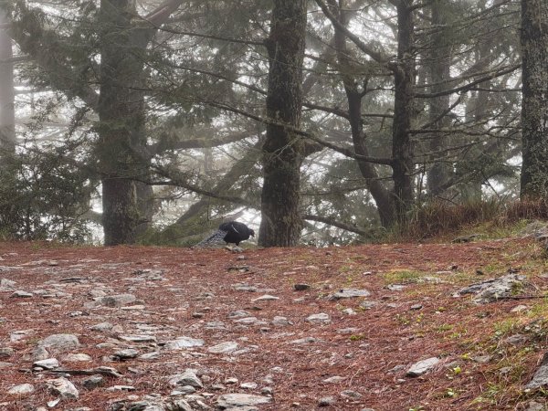 20250104-05 向陽縱走魔保來溪頭山出關山嶺山2683503