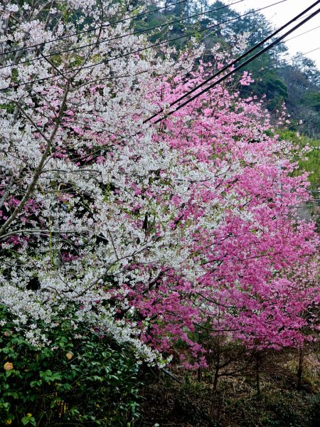 司馬庫斯神木群步道及櫻花季-(新竹)臺灣百大必訪步道3007816