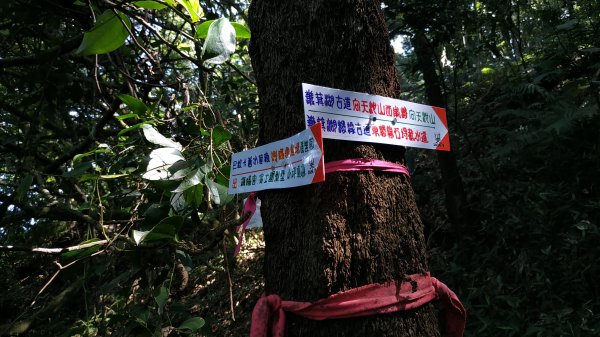 ✅糞箕湖古道回修擴徑.糞箕谷/串接完成 (溝渠遺址出土.糞箕湖雙線谷道貫通.全段新徑開通)2579813