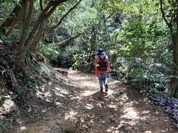 【小百岳集起來】樹林大同山、青龍嶺、大棟山連走鶯歌石步道、孫龍步道1479260