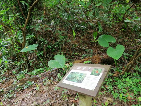 新竹峨眉~小而美的悠閒步道。 水濂橋步道1104169