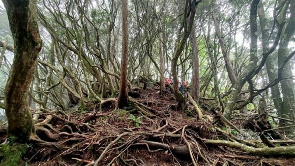 【新竹】老樹和森林的萬樹博覽會:高島縱走-高台山.島田山P形