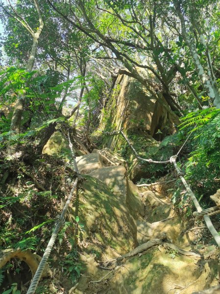 猴山岳萬壽路登山口-猴山岳-林家草厝-猴山岳山腰路-泰元農場 踽踽獨行之二2720844