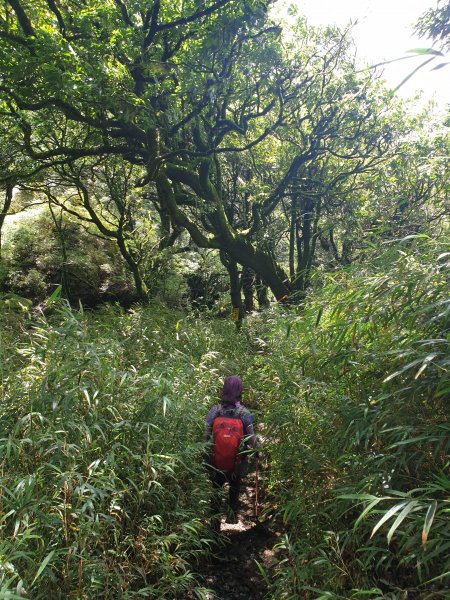 20190707沒有白牆的加里山626353