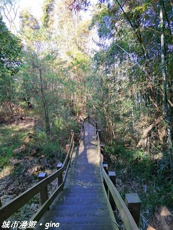 台中~漸層落羽松繽紛山行路~挑物古道 1246852