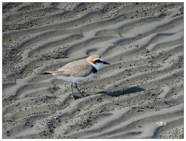 高美燈塔、大甲溪堤防、番子寮 基石2896599