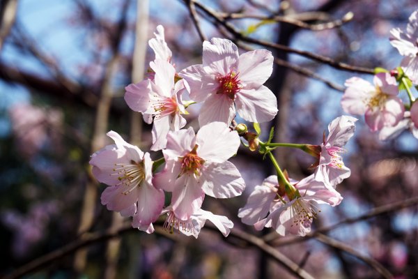 桃花源、三生的浪漫1642274