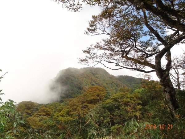 北插天山-山毛櫸444000