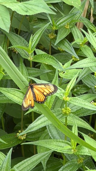 大雪山林道橫流溪 出雲山 分桂林山2843734