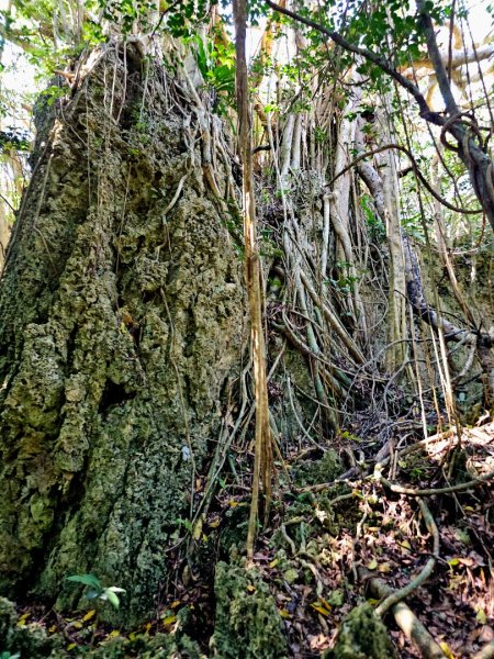 墾丁國家森林遊樂區步道群-(屏東)臺灣百大必訪步道2731243