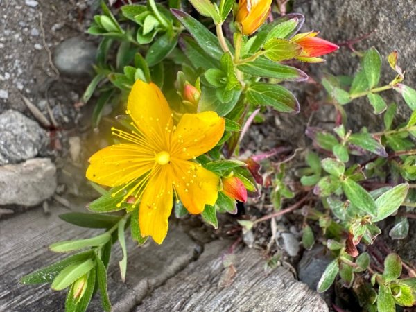 合歡山群峰（南峰、石門山、尖山、東峰）2626665