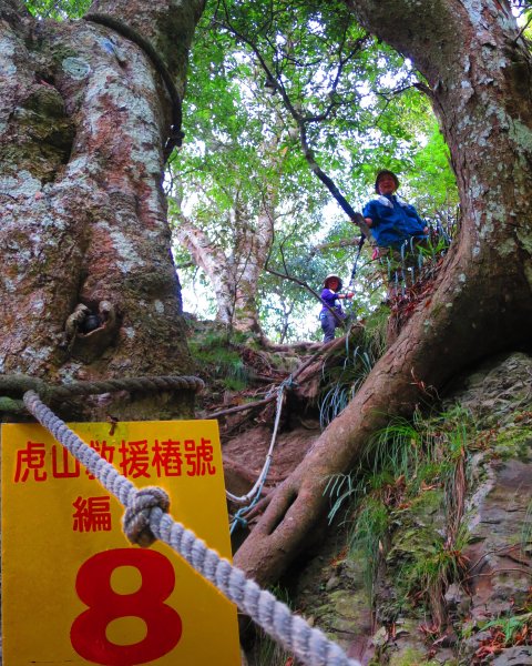 【苗栗泰安】水雲三星之首--虎山1178425