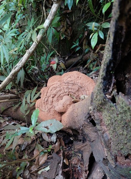 楓樹湖古道登面天北稜上面天山2782212