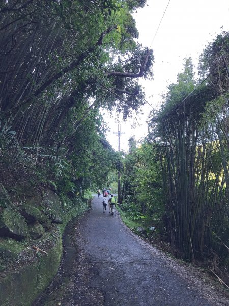 ~  賞秋芒  --  草嶺古道  ~1523266