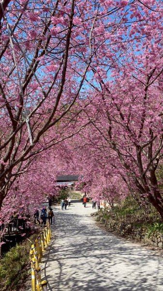 🌈2/19（四）-20（五）司馬庫斯櫻花季2日✨FB：熊熊趴爬走 🌈3004411