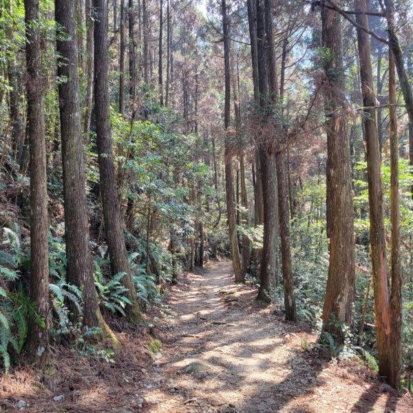 橫嶺山自然步道（木馬古道）1638187