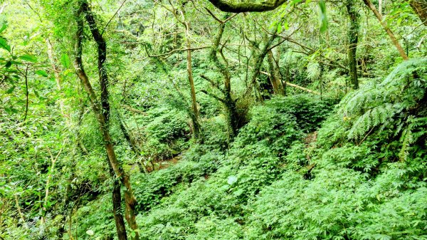 石古井,青林山,畝畝山,平溪子山2854695