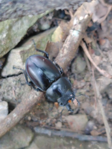 唐麻丹山 蝴蝶谷2918798