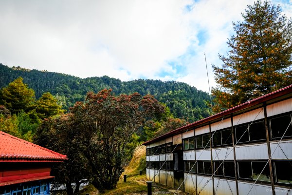 [冬訪大霸聖山岳參行]-大鹿林道東線榆金楓紅與九九山莊精選輯2974682