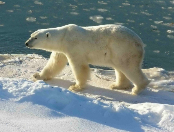 【動物】十大瀕危哺乳動物