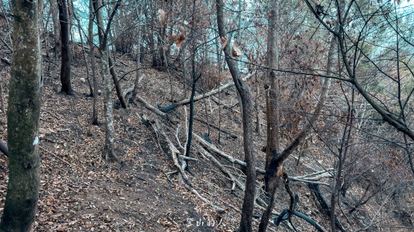 大坑4號「大魔王」正式回歸！3050757