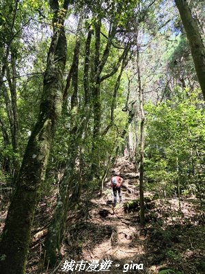 【台中和平】長壽山_肥崠山_山徑3077649