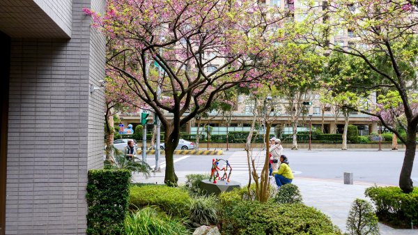 《蘭陵王・林口櫻花》2715980