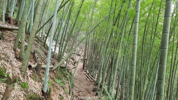 《台中》優美稜線｜橫嶺山自然步道（大雪山社區南登山口）202505312800145