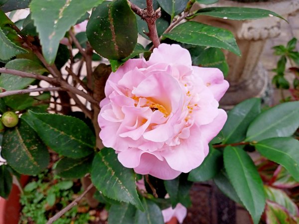 春暖花開的內湖文德三號公園、瑞陽公園、大港墘公園【齊心鞋力向前走】2025379