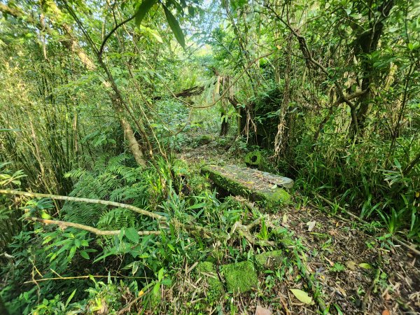 20250404雙十縱走失敗撤退改走蝙蝠山2892552