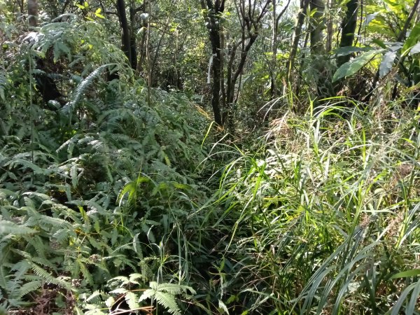 基隆市/萬里區界寮縱走之三界山+三界山西峰+開眼尖山+七分寮山+瑪七產道山泉水接水亭2979580