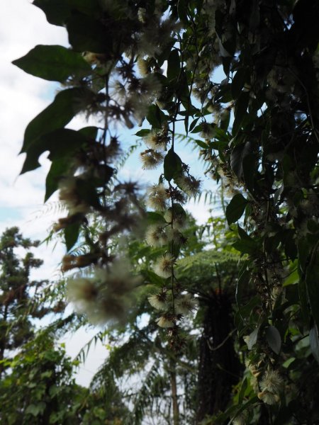苗栗獅潭仙山步道O型20190212523902