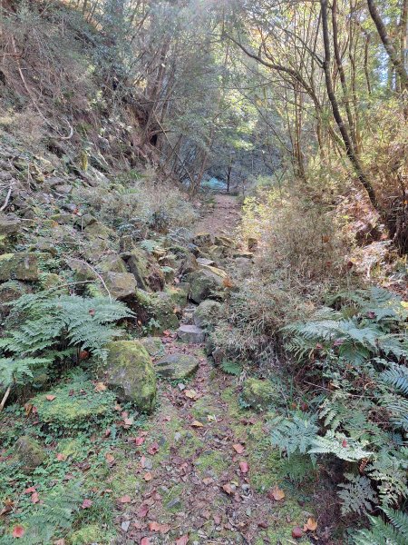 石山+阿毛神木202512112961794