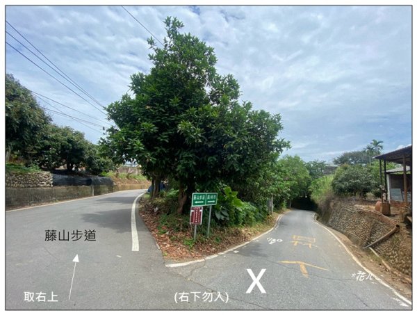 樟普寮山、藤山步道、微熱山丘3107220