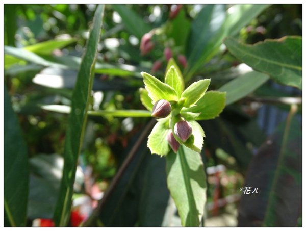 三義/水石榕的花開977962