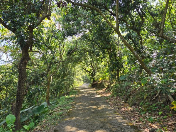 龍麟山步道2748670