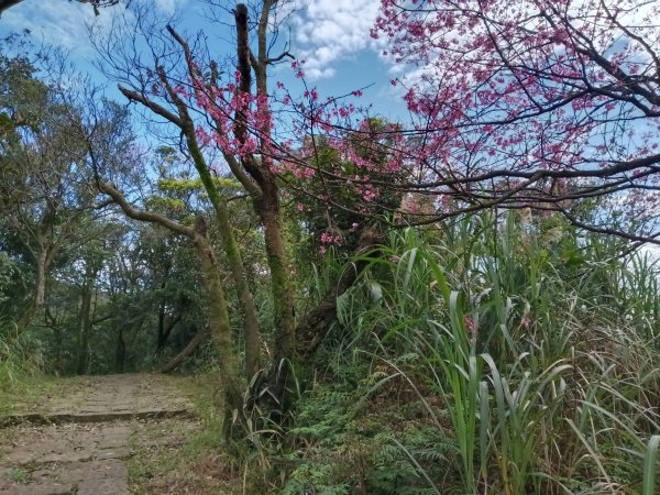 汐止區大尖山櫻花+秀峰瀑布O型3009396