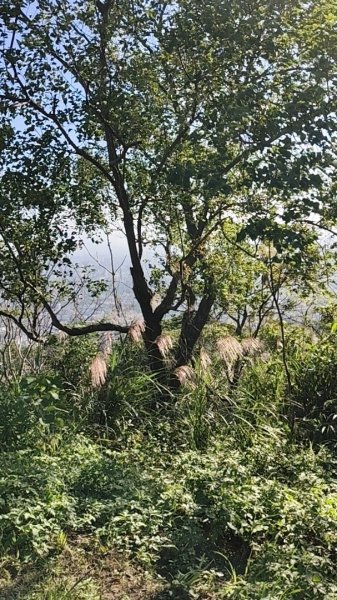 微笑山線：【大棟山系】405高地段2937005