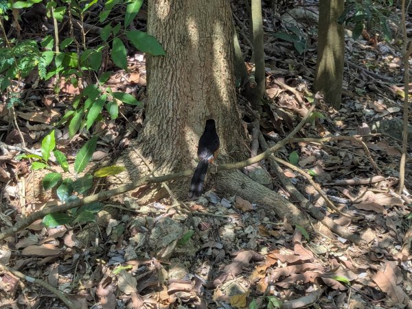 2025.03.25－壽山健走2746389