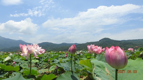 蝶戀花?! 花蝶戀?!1410560