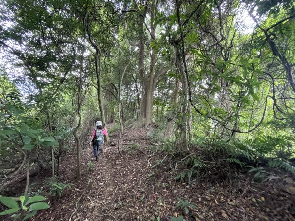 【大棟山系】百年大榕樹2858115