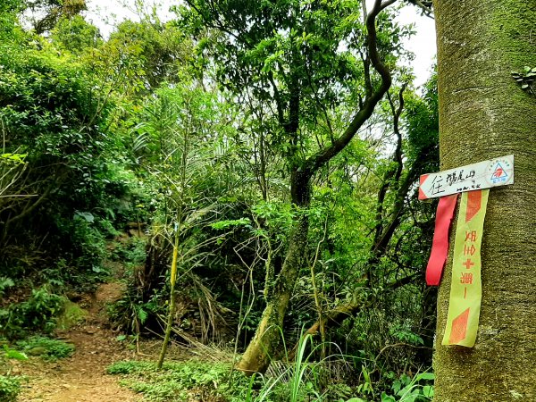 走遍陽明山：擎天崗系｜竹林小徑，遇見清幽潺潺溪流2096494