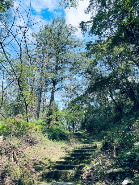 20250227 鳩之澤自然步道2736071