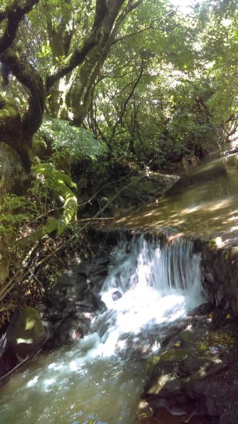 【臺北大縱走2】竹子湖與頂湖賞海芋繡球花981630