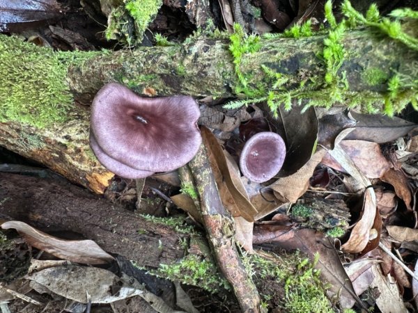 鵝公髻山（小百岳）鵝公髻山東北峰2449824