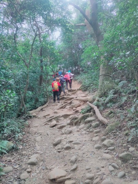 新竹［飛鳳山+中坑山+石壁潭山+大板根o形縱走］2231643