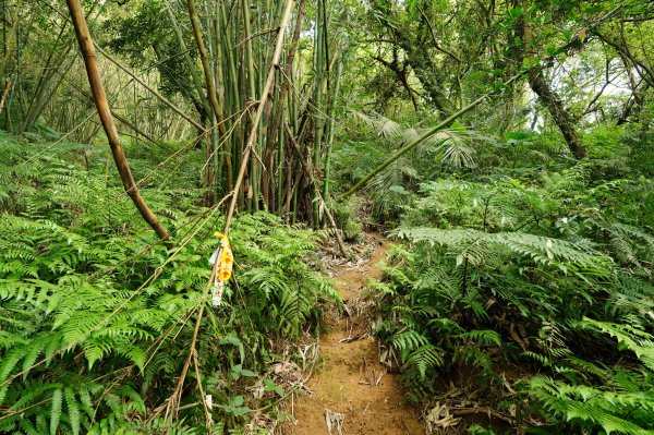 新北 汐止 北港山、金明山、柯子林山2585660